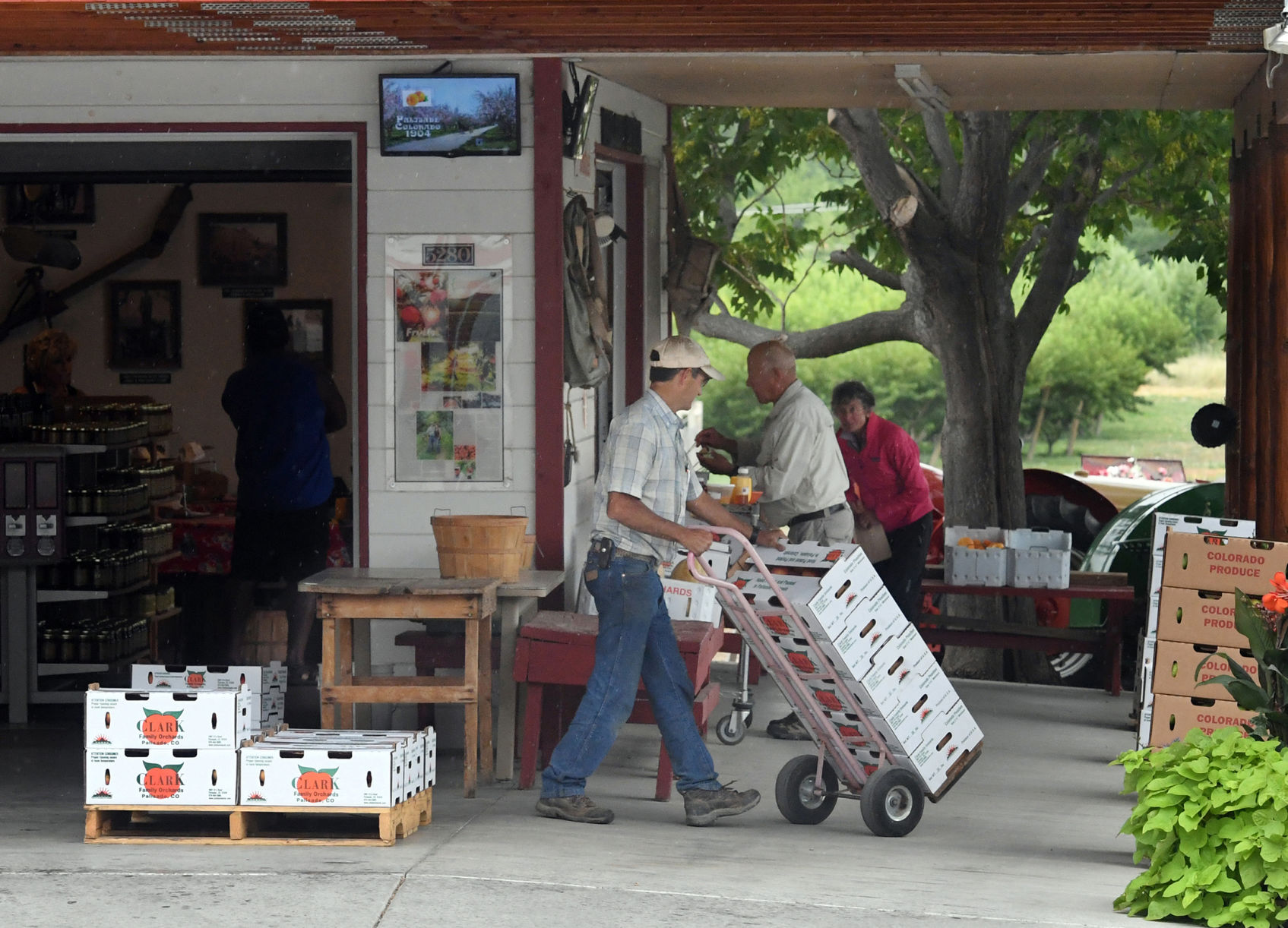 Palisade peaches 8